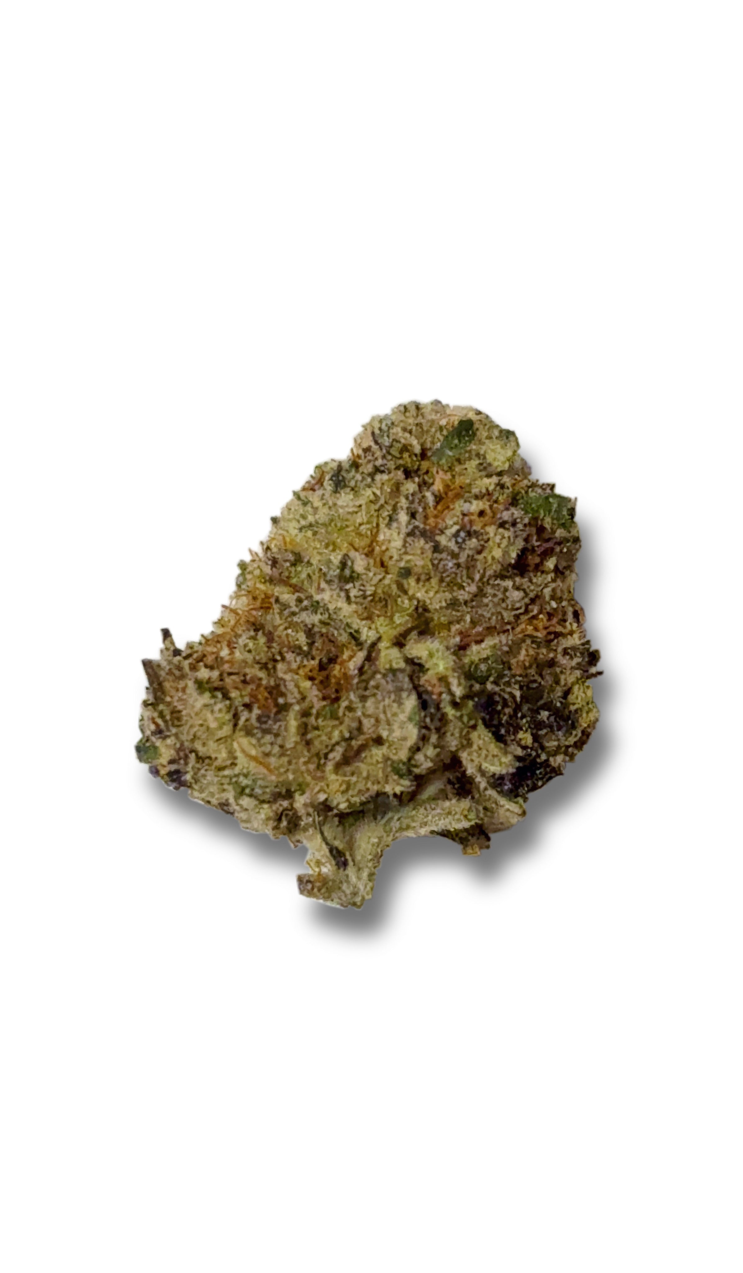 Blue Gelatti (Hybrid)